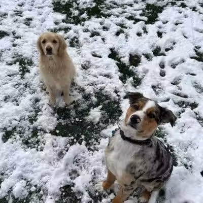 Buckeye Furry Friends Doggie Daycare - Sandusky, OH