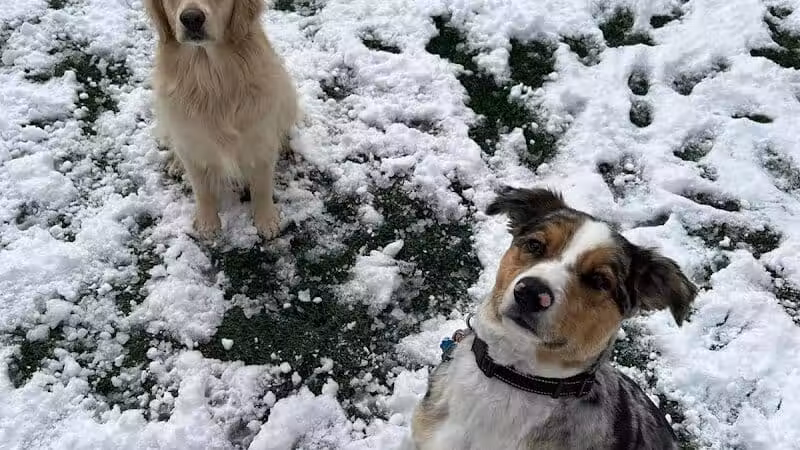 Buckeye Furry Friends Doggie Daycare - Sandusky, OH