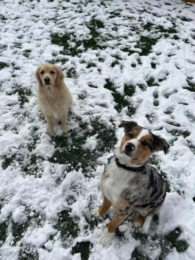 Buckeye Furry Friends Doggie Daycare - Sandusky, OH