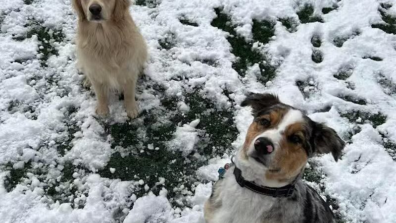 Buckeye Furry Friends Doggie Daycare - Sandusky, OH