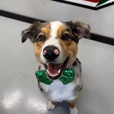 Buckeye Furry Friends Doggie Daycare - Sandusky, OH