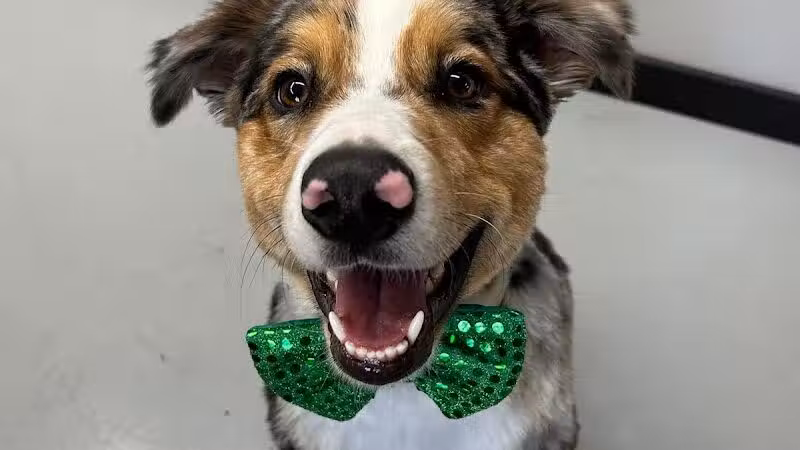 Buckeye Furry Friends Doggie Daycare - Sandusky, OH