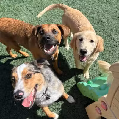 Buckeye Furry Friends Doggie Daycare - Sandusky, OH