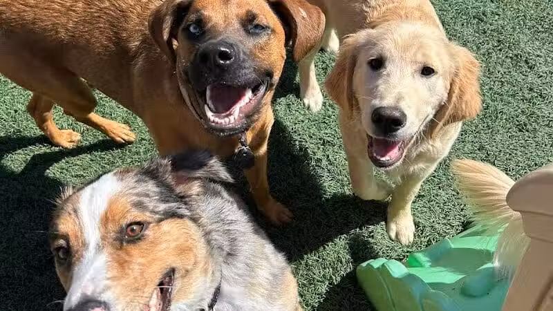 Buckeye Furry Friends Doggie Daycare - Sandusky, OH
