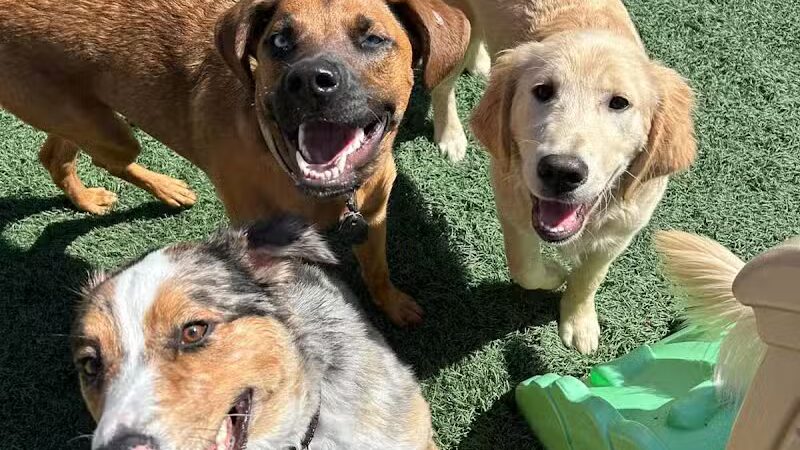 Buckeye Furry Friends Doggie Daycare - Sandusky, OH