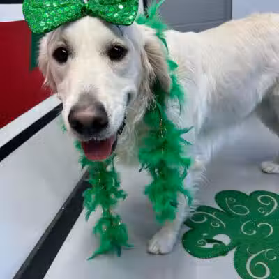 Buckeye Furry Friends Doggie Daycare - Sandusky, OH