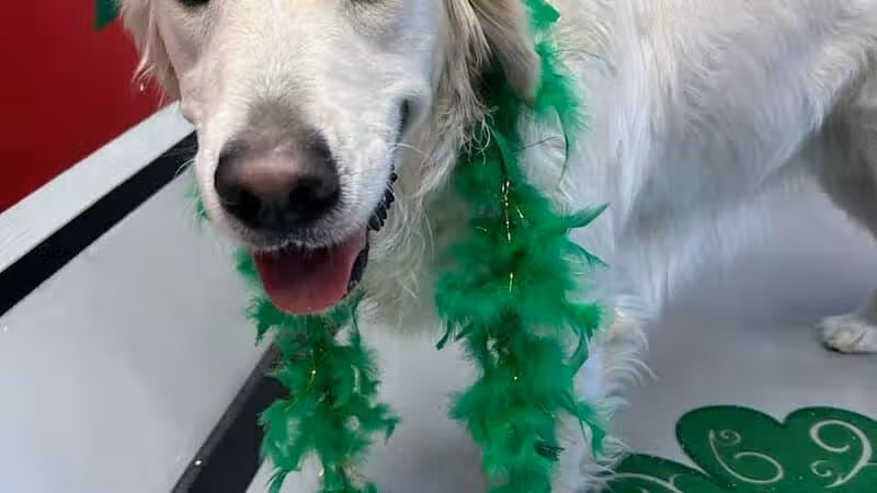 Buckeye Furry Friends Doggie Daycare - Sandusky, OH