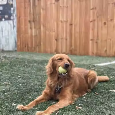 Buckeye Furry Friends Doggie Daycare - Sandusky, OH