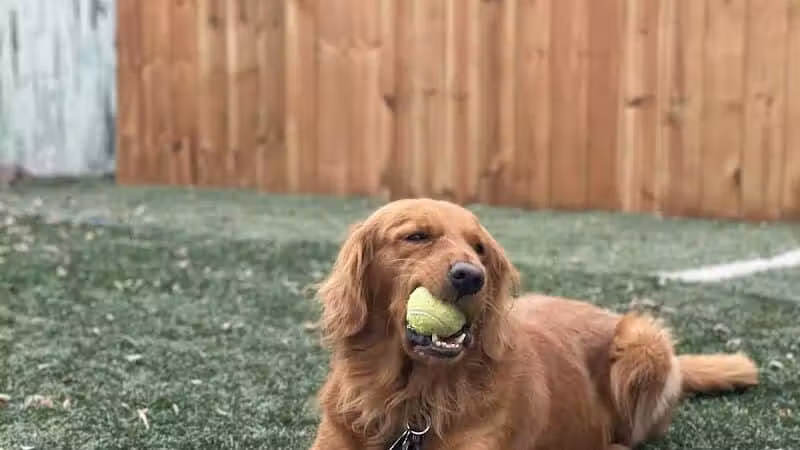Buckeye Furry Friends Doggie Daycare - Sandusky, OH