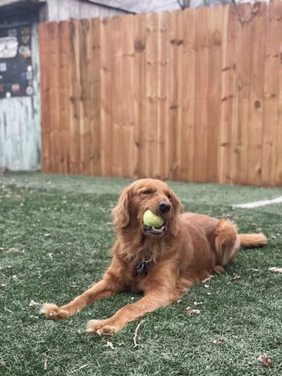 Buckeye Furry Friends Doggie Daycare - Sandusky, OH