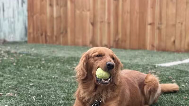 Buckeye Furry Friends Doggie Daycare - Sandusky, OH