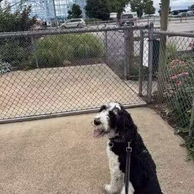 Cedar Point Pet Chek - Sandusky, OH