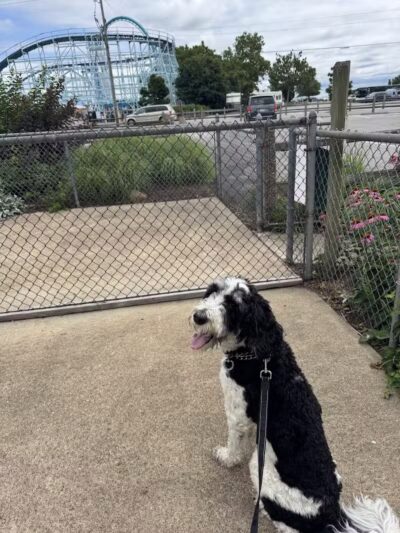 Cedar Point Pet Chek - Sandusky, OH