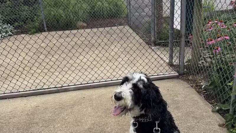 Cedar Point Pet Chek - Sandusky, OH