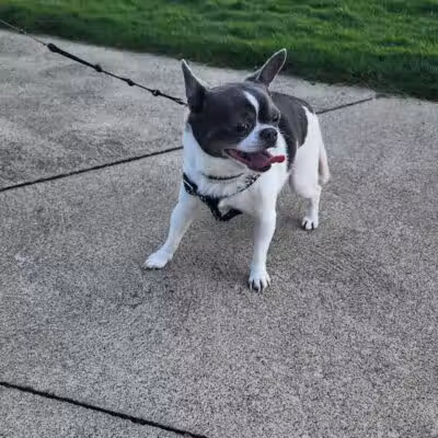 Cedar Point Pet Chek - Sandusky, OH
