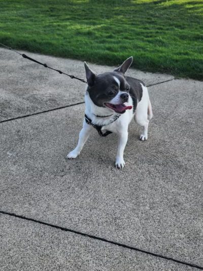 Cedar Point Pet Chek - Sandusky, OH