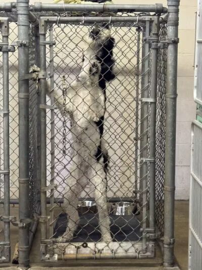 Cedar Point Pet Chek - Sandusky, OH