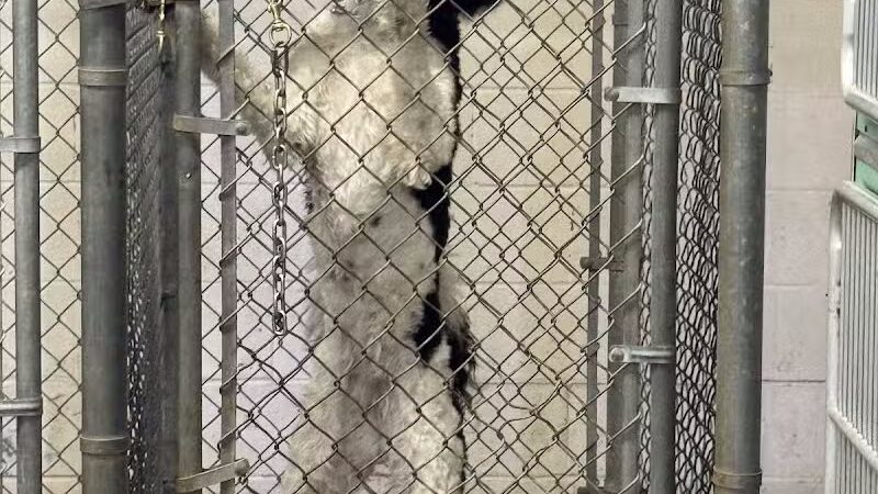 Cedar Point Pet Chek - Sandusky, OH