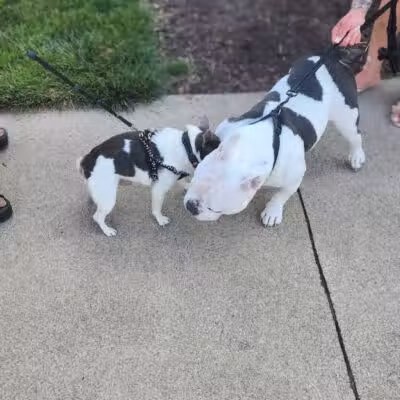 Cedar Point Pet Chek - Sandusky, OH