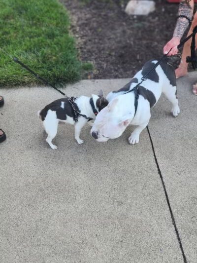 Cedar Point Pet Chek - Sandusky, OH