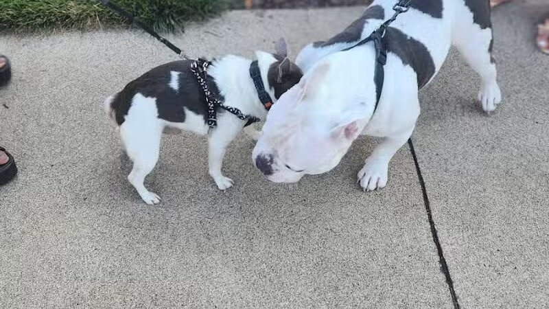 Cedar Point Pet Chek - Sandusky, OH