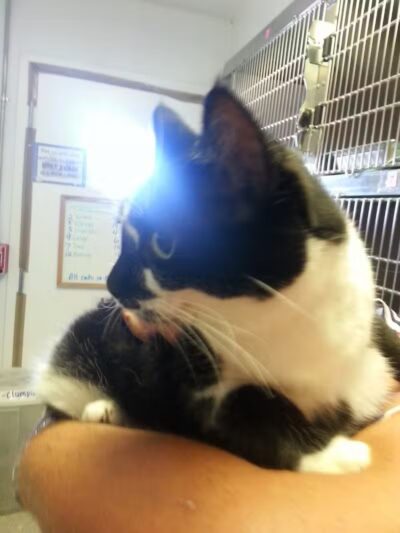 Humane Society of Erie County - Sandusky, OH