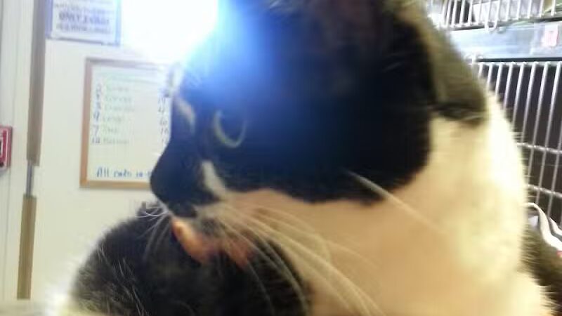 Humane Society of Erie County - Sandusky, OH