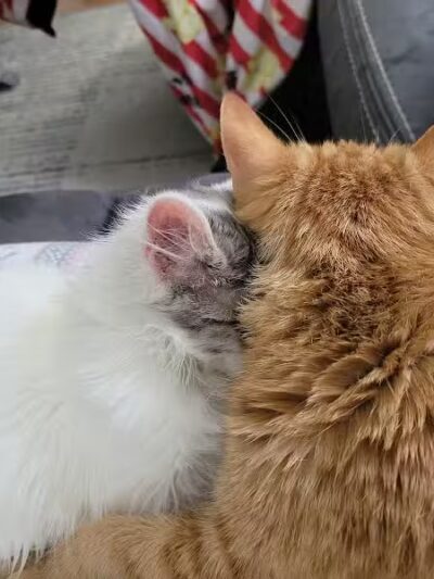 Humane Society of Erie County - Sandusky, OH