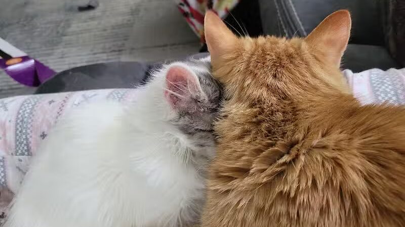 Humane Society of Erie County - Sandusky, OH