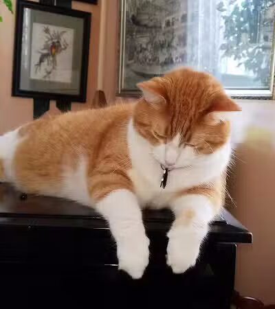 Humane Society of Erie County - Sandusky, OH