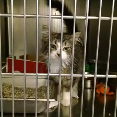 Humane Society of Erie County - Sandusky, OH