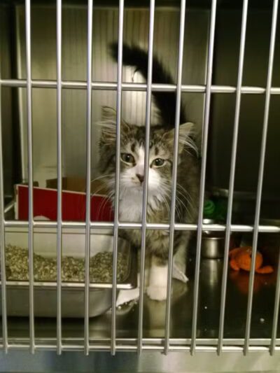 Humane Society of Erie County - Sandusky, OH