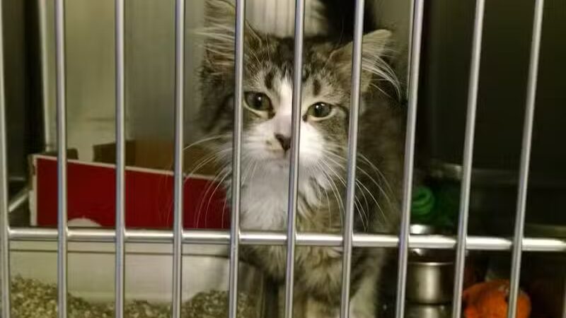 Humane Society of Erie County - Sandusky, OH