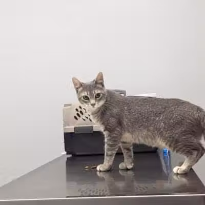 Humane Society of Erie County - Sandusky, OH