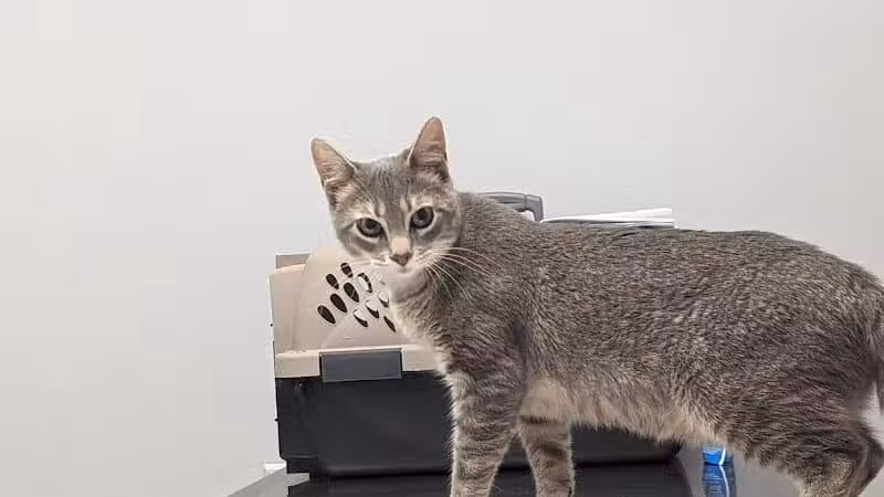 Humane Society of Erie County - Sandusky, OH