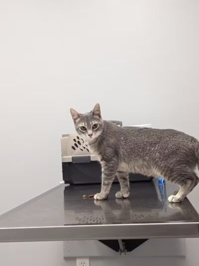 Humane Society of Erie County - Sandusky, OH