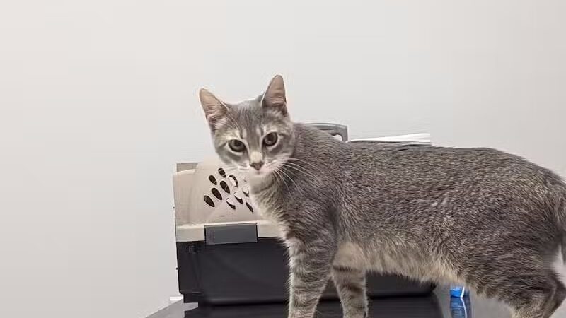 Humane Society of Erie County - Sandusky, OH