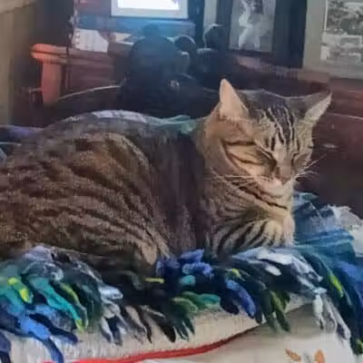 Humane Society of Erie County - Sandusky, OH