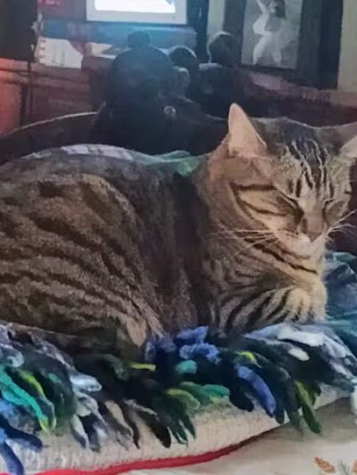 Humane Society of Erie County - Sandusky, OH