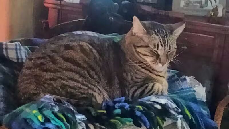 Humane Society of Erie County - Sandusky, OH