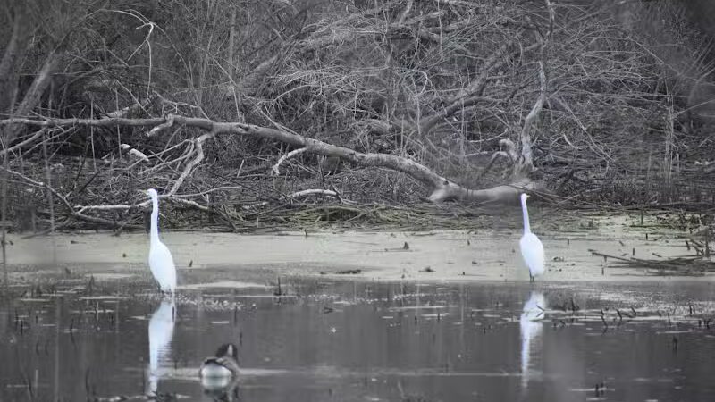 Pipe Creek Wildlife Area - Sandusky, OH - Sandusky, OH