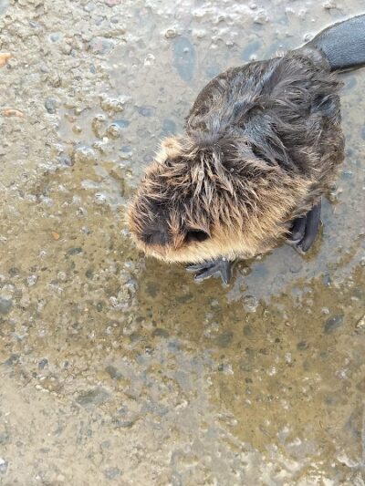 Monroe Park and Marina - Sardis, OH