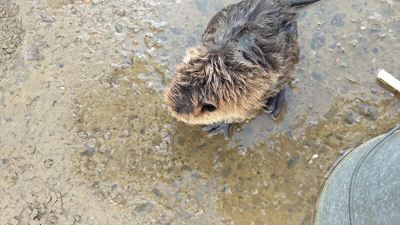 Monroe Park and Marina - Sardis, OH