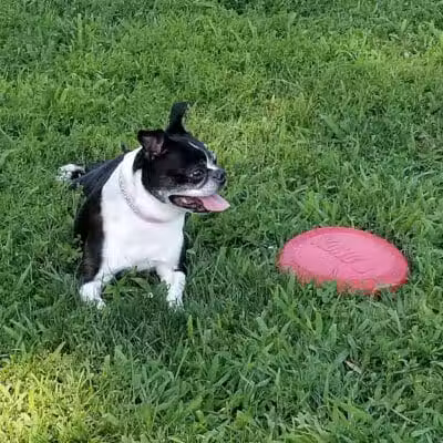 Andersen Dog Park - Schenectady, NY