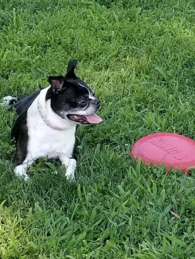 Andersen Dog Park - Schenectady, NY