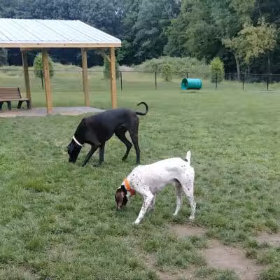 Andersen Dog Park - Schenectady, NY