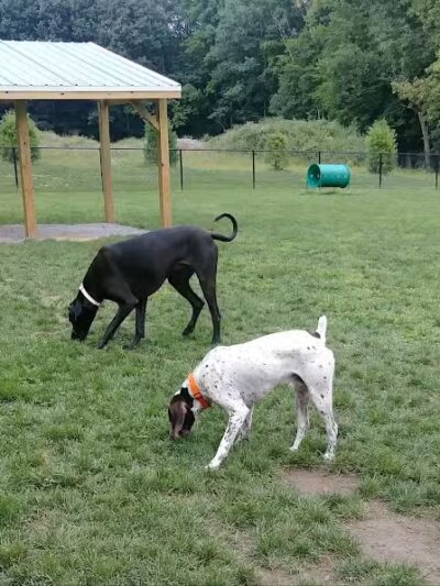Andersen Dog Park - Schenectady, NY