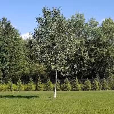Andersen Dog Park - Schenectady, NY