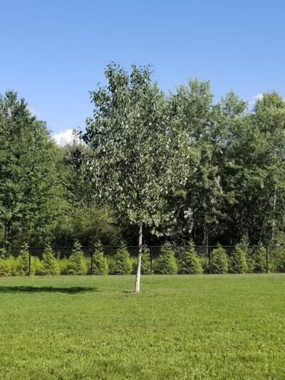 Andersen Dog Park - Schenectady, NY