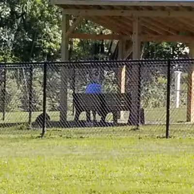 Andersen Dog Park - Schenectady, NY